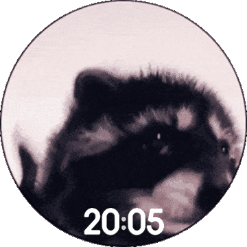 Dancing Raccoon Pedro Pedro