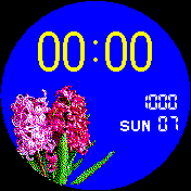 Hyacinthus orientalis