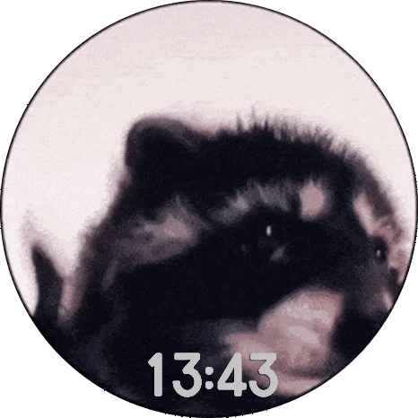 Dancing Raccoon Pedro Pedro