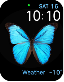 APPLE BLUE BUTTERFLY