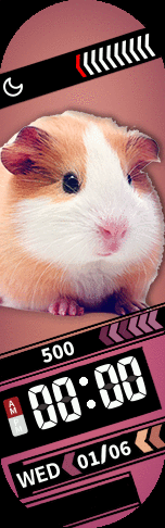 Guinea Pig