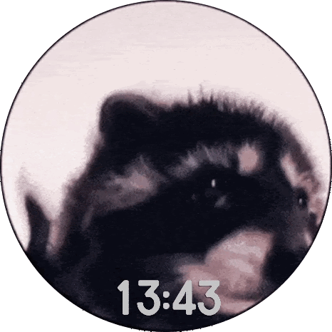 Dancing Raccoon Pedro Pedro